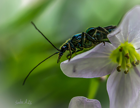 Onbekend insect