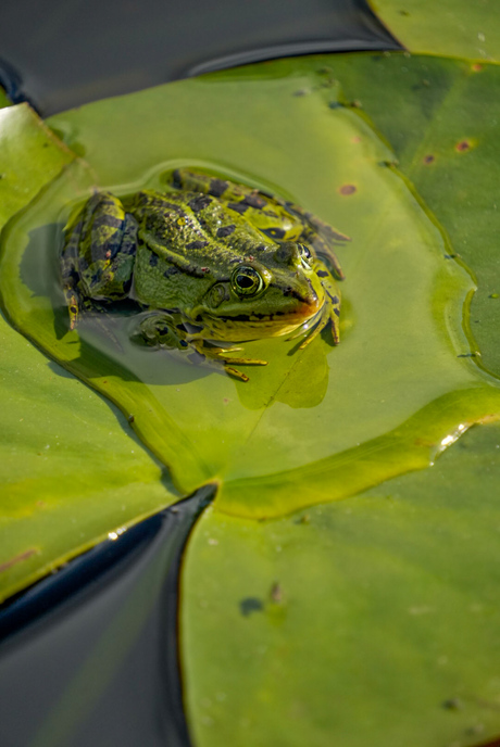 Kikker op een blad 