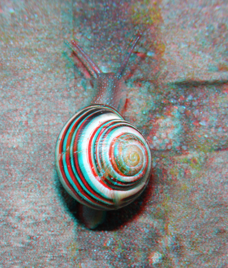 Slak Snail Lumix G6 H-FT012 3D macro 