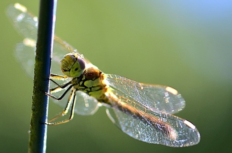 Dragonfly