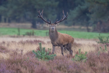 Bronst op de Veuwe