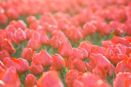 Rode tulpen bij zonsondergang