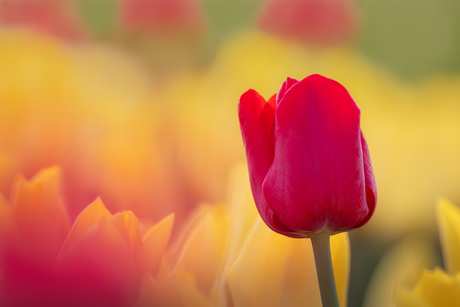 Palet van lente.