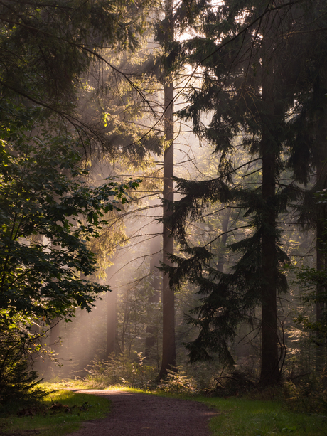 zonnestralen in het bos