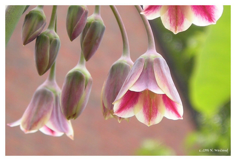 Fritillaria persica