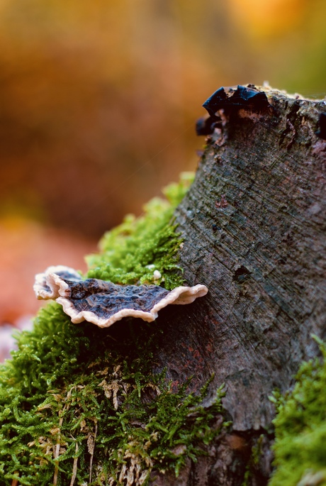 Bankje voor de elfen. 