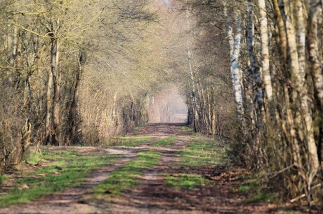 heel in de verte....