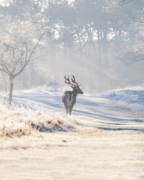 Deerest frosty mornings