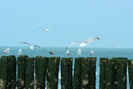 Zicht op zee