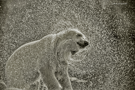 Polar bear in B&W ....