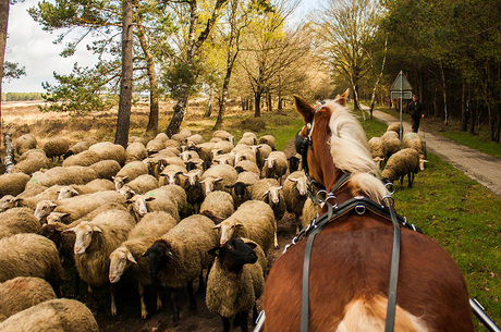 Mooie ontmoeting met de schaapskudde van Elspeet