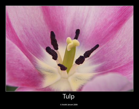 Tulp3