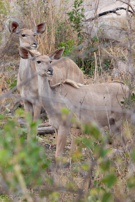 Kudu's