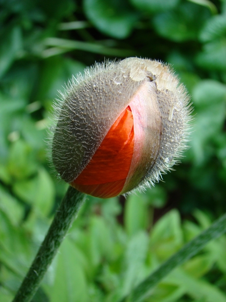 Ontluikende papaver