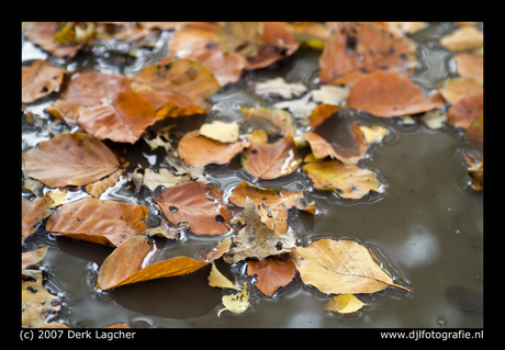 Herfstbladeren2