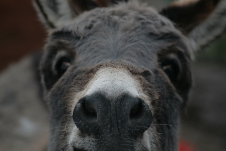 crosseyed-donkey