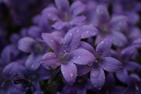 Wet flowers