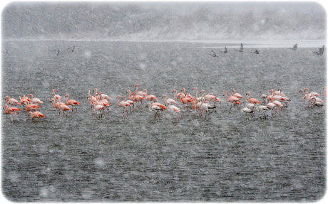 flamingo's in de sneeuwstorm