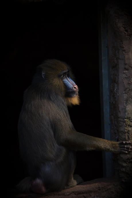 Mandrill