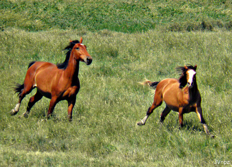 paarden op de kwelder.JPG