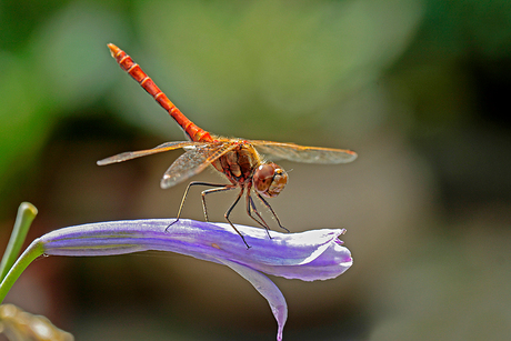 Rode heidelibel op agapanthus