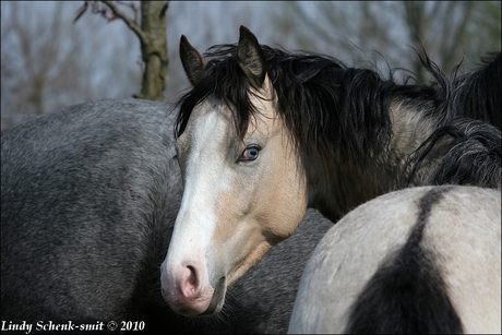 Valk hengst met blauwe ogen