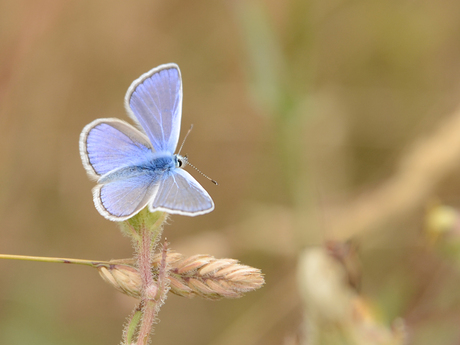 blauwtje uit de Provence