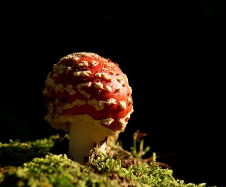 Ontluikend in het zonnetje...