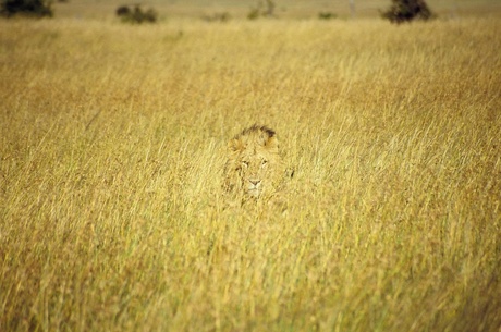 Leeuw in het gras