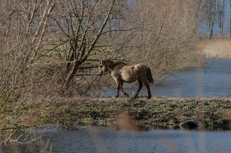 konickspaard aan de wandel