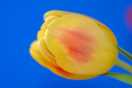 tulp