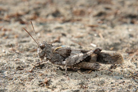 Blauwvleugelsprinkhaan (Oedipoda caerulescens)