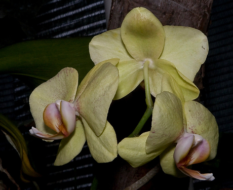 Orchidee in de vlindertuin