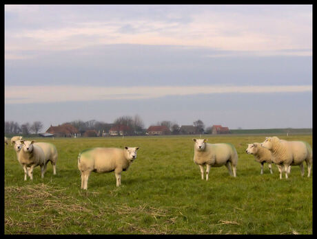 Schapen