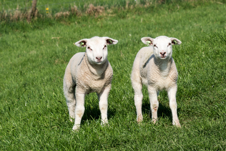 2 nieuwsgierige lammetjes