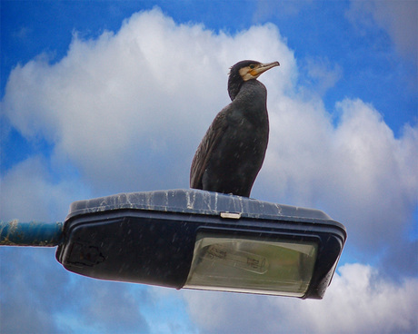 Aalscholver in de stad!