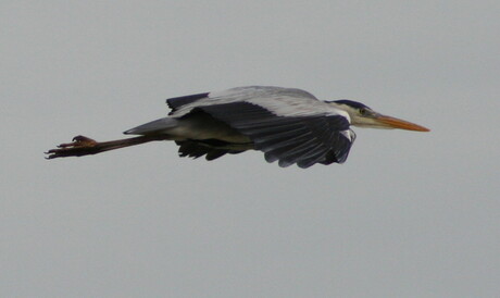 Blauwe reiger