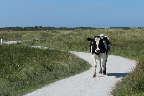 Bijzondere wandelaar!