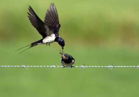 Ik heb mijn snavel nog vol mam