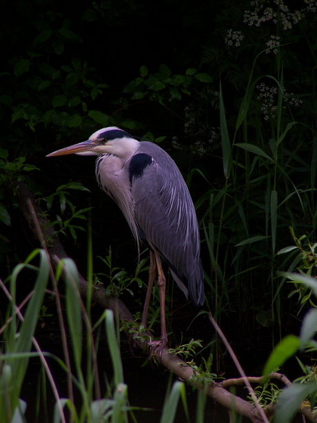 Reiger