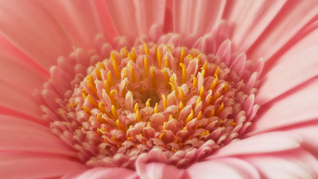 Gerbera