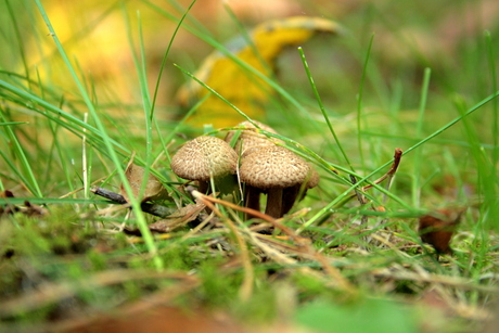 Paddenstoelen.