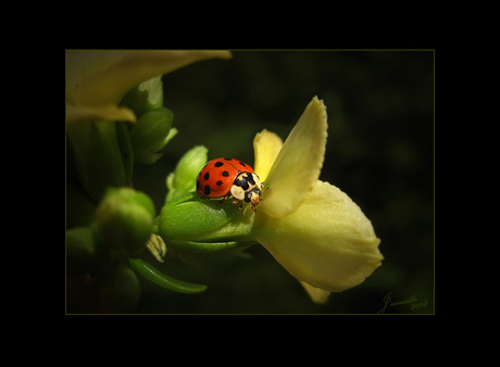 little yellow flowers 2