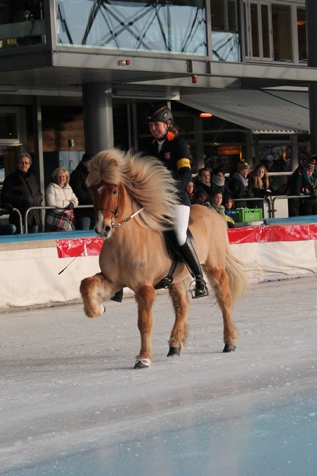 Horses On Ice 2013