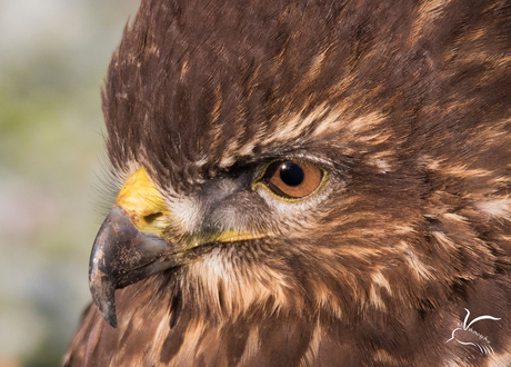 Buizerd