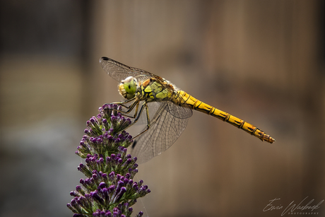 Bruinrode Heidelibelle