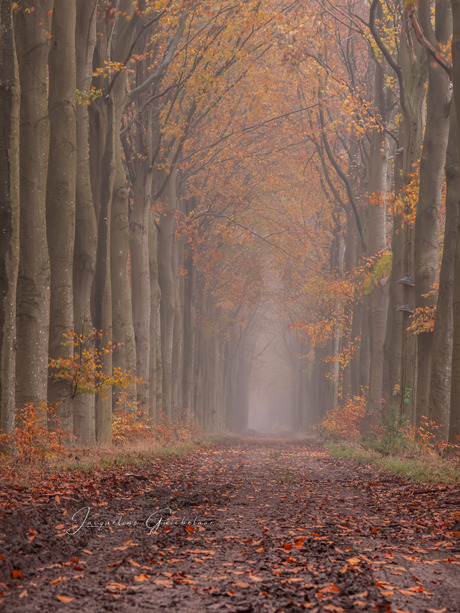 Misty morning in the wood