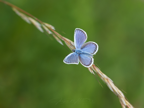 Open wings.