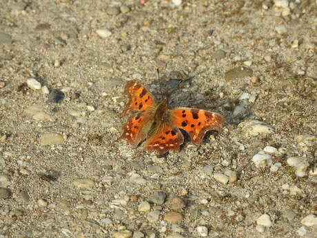 Psyche op Kops plateau, Nijmegen 2026