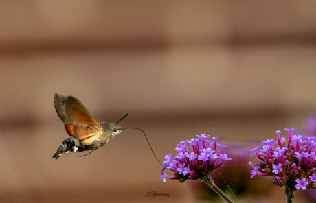 De Kolibrievlinder